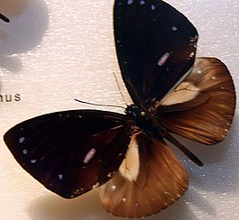 Euploea dufresne