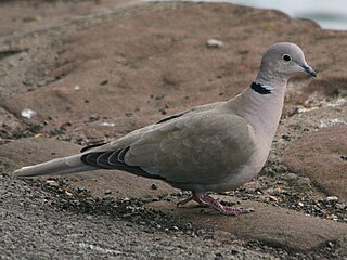 Eurasian Collared Dove, England RWD2.jpg