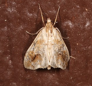 <i>Evergestis lunulalis</i> Species of moth