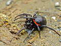 False Widow Spider (Steatoda paykulliana) (14373246443).jpg