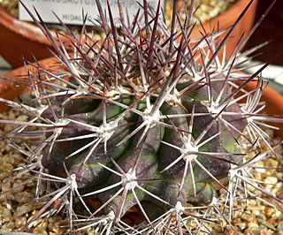 <i>Ferocactus lindsayi</i> Species of cactus