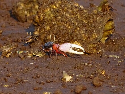 Роды крабов. Краб скрипач. Крабы Индонезия. Euborellia annulipes. Necroscia annulipes.