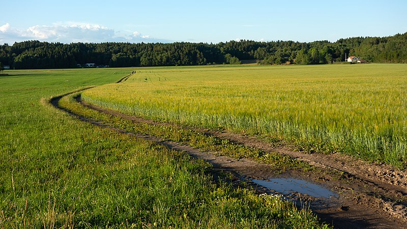 File:Field with mixed intercropping of oat and rye 3.jpg