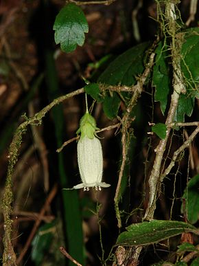Descrierea imaginii Fieldia australis 1.jpg.