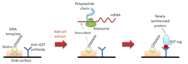 File:Figure 1 NAPPA.png