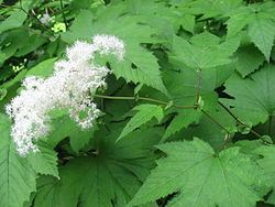 Filipendula kamtschatica.JPG