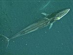 Fin whale from air.jpg