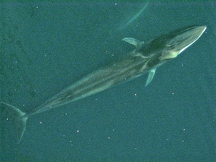 Aerial view of a fin whale, showing V-shaped chevron