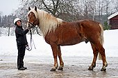 A chestnut horse with flaxen mane and tail Finnhorse draught.jpg