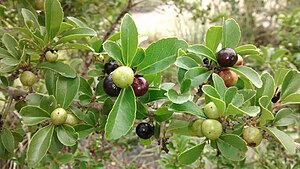 Flacourtia sepiaria.jpg