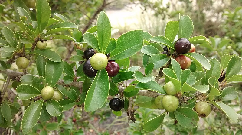 File:Flacourtia sepiaria.jpg