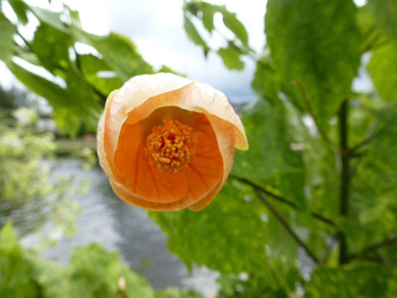 File:Fleur de pontivy - panoramio.jpg