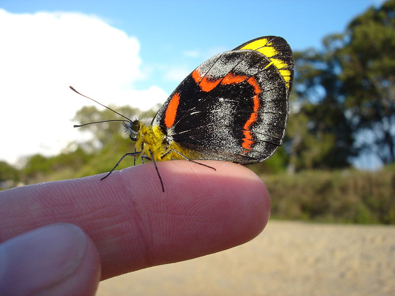 File:FlexxyB - Hervey Bay (15) butterfly TOPRINT (by).jpg