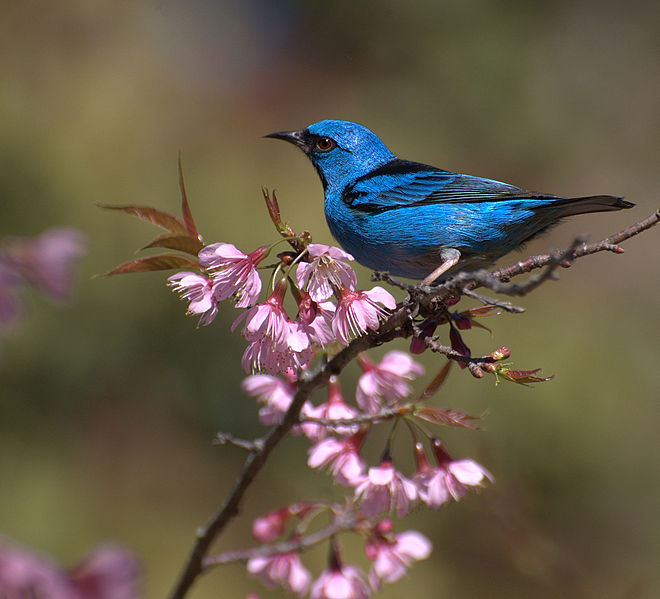 File:Flickr - Dario Sanches - SAÍ-AZUL macho (Dacnis cayana) (5).jpg