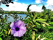 Cairo Morning Glory can easily escape gardens by seed, runners and stem fragments. Flor do cerrado na beira do lago - panoramio.jpg