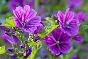 당아욱(Malva sylvestris)