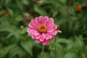 Focussed Flower