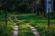 English: Forest in eastern Minsk, Belarus Беларуская: Лес на ўсходзе Мінска, Беларусь Русский: Лес на востоке Минска, Беларусь