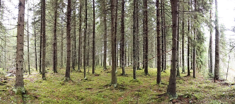 File:Forest panorama.jpg