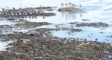 Tournepierres à collier sur le goémon à la Pointe de Mousterlin en Fouesnant