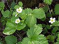 Walderdbeere (Fragaria vesca)