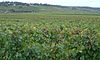 Frankreich-Bourgogne-Weinberg direkt bei Beaune.jpg