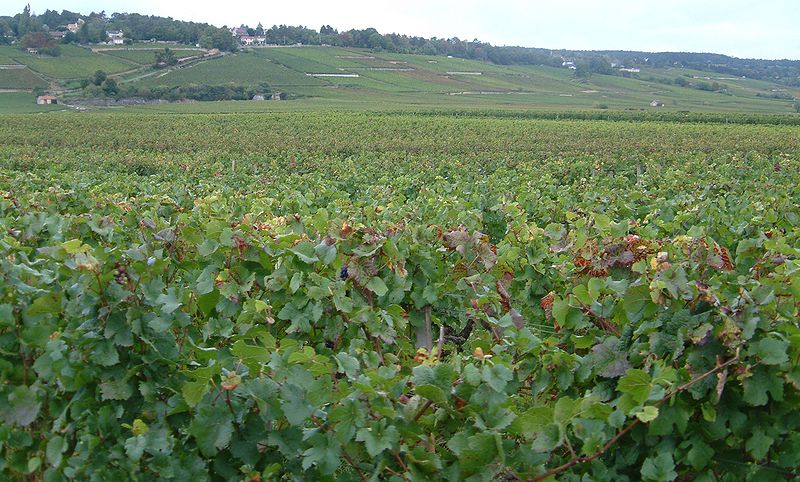 File:Frankreich-Burgund-Weinberg direkt bei Beaune.jpg