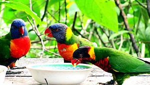 Fruit time for parrots in Green World Ecological Farm