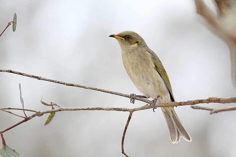 File:Fuscous Honeyeater (Lichenostomus fuscus) (26609348844).jpg