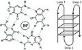 G-quadruplex.jpg, located at (38, 7)