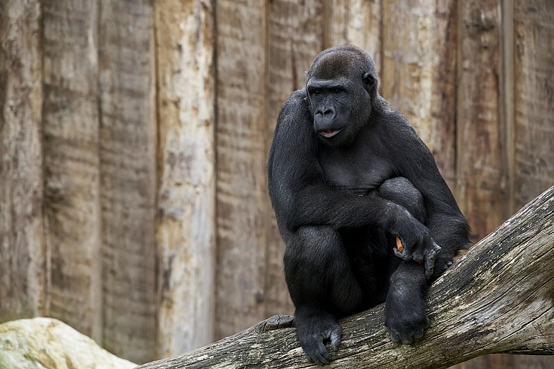 File:G. g. gorilla, Krefeld - 0486.jpg
