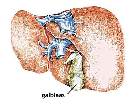 Galblaas