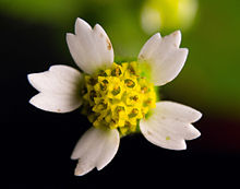 Macro photograph of a shaggy soldier flower showing ray and disk florets. Galinsoga quadriradiata macro.jpg