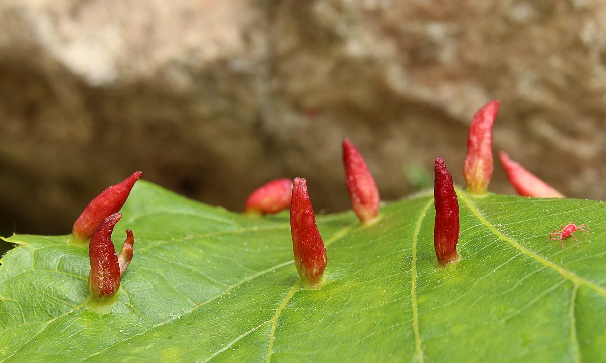 Eriophyes tiliae. Ивовый галловый клещ. Красный галловый клещ. Галловый клещ на орехе.