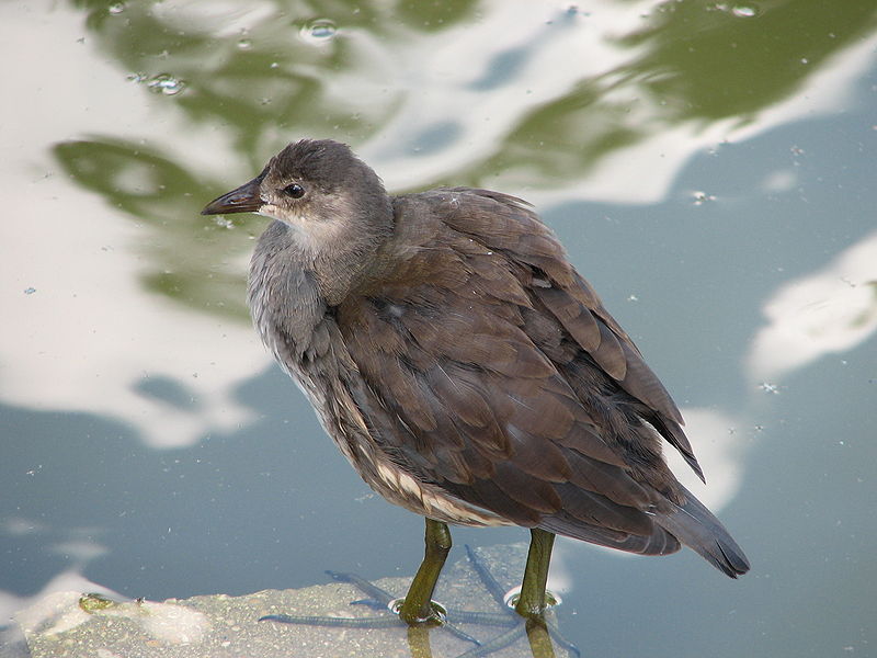 File:Gallinula chloropus young.jpg