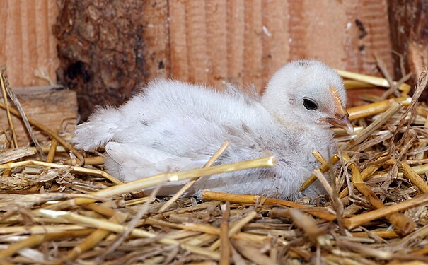 Gallus gallus domesticus