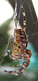 European garden spider