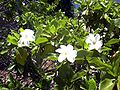 Gardenia.brighamii