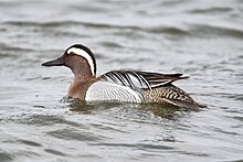 Garganey, Israel.jpg