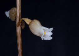 Gastrodia sesamoides