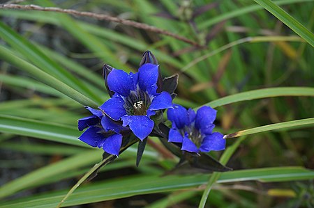 Gentiana_scabra