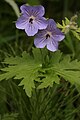 Geranium erianthum