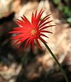 Gerbera jamesonii