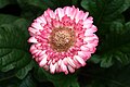 Gerbera jamesonii