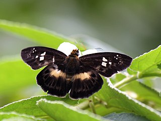 <i>Gerosis</i> Genus of butterflies