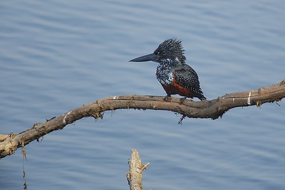 Giant kingfisher in Zambia Photograph: User:Snowmanstudios