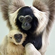 Kappengibbon mit Jungtier