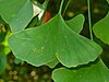 Ginkgo biloba 010.JPG