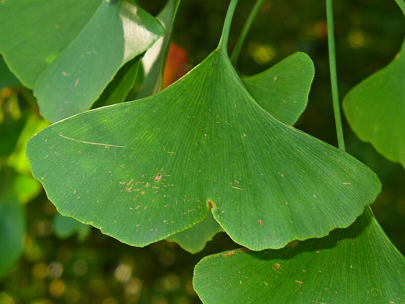 File:Ginkgo biloba 010.JPG