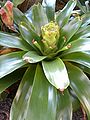 Habitus and young Inflorescence